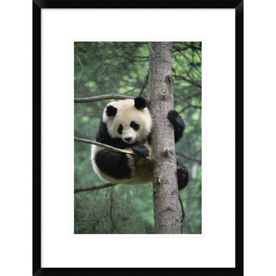 " Giant Panda "