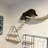 Cat Wall Shelves Set