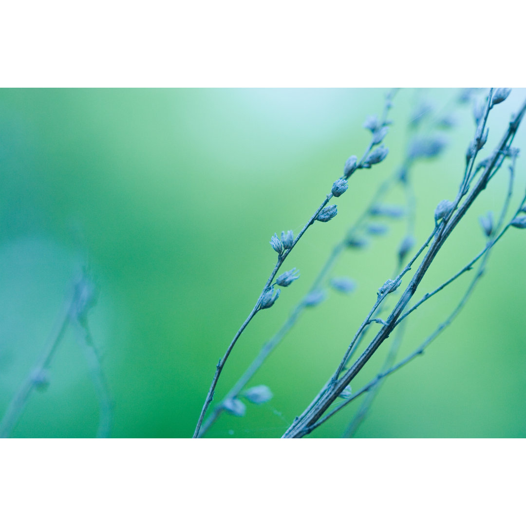 Plants With Frost by Andipantz - Drucken