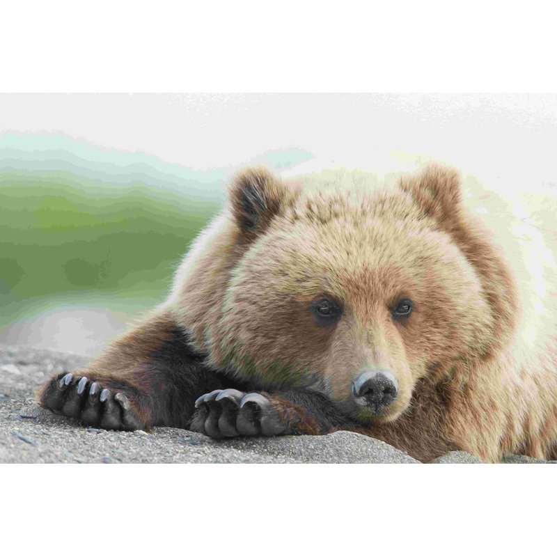 Bear Life IV, H 12 po x l 18 po