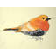 Illustration d'un petit oiseau orange - Toile encadrée beige