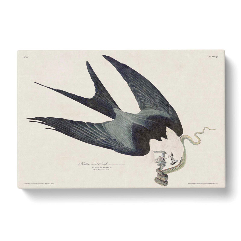Swallow-Tailed Hawk & Snake by John Audubon - Wrapped Canvas Painting, 40cm H x 60cm W x 3cm D