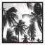 Palmiers des Caraïbes - reproduction de cadre photo-86536374-86536377