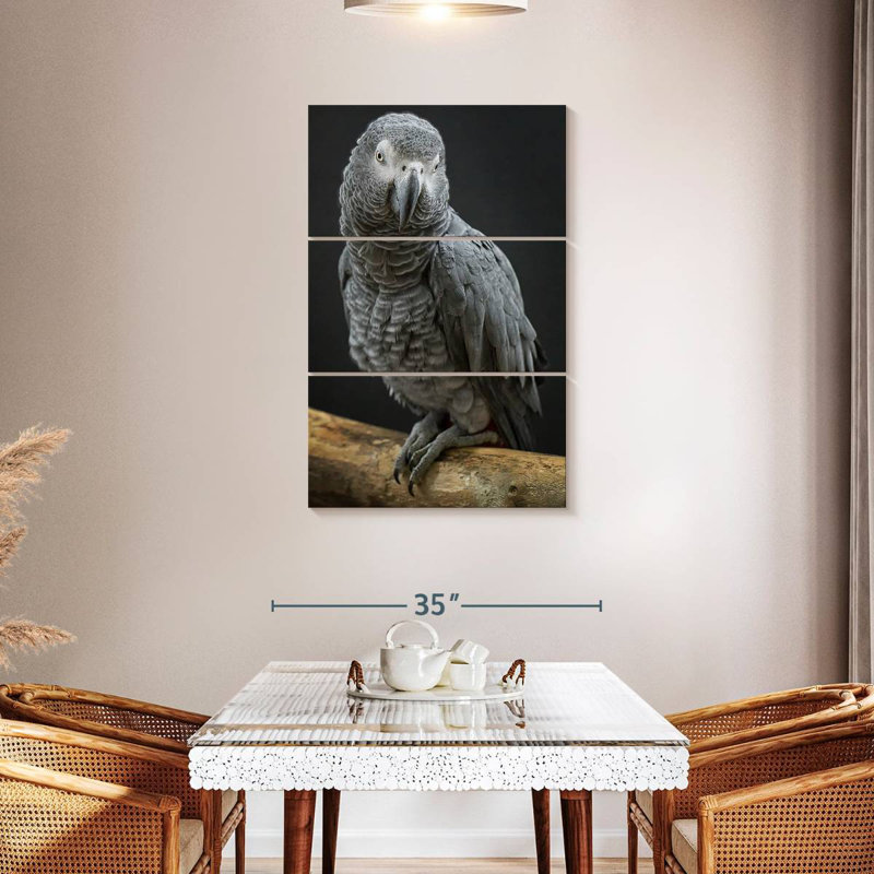 Brampt Congo Grey Parrot