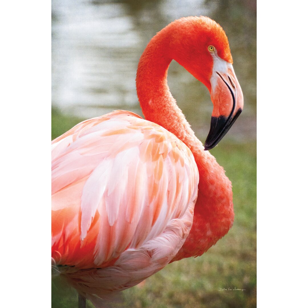 Leinwandbild Flamingo I von Debra Van Swearingen