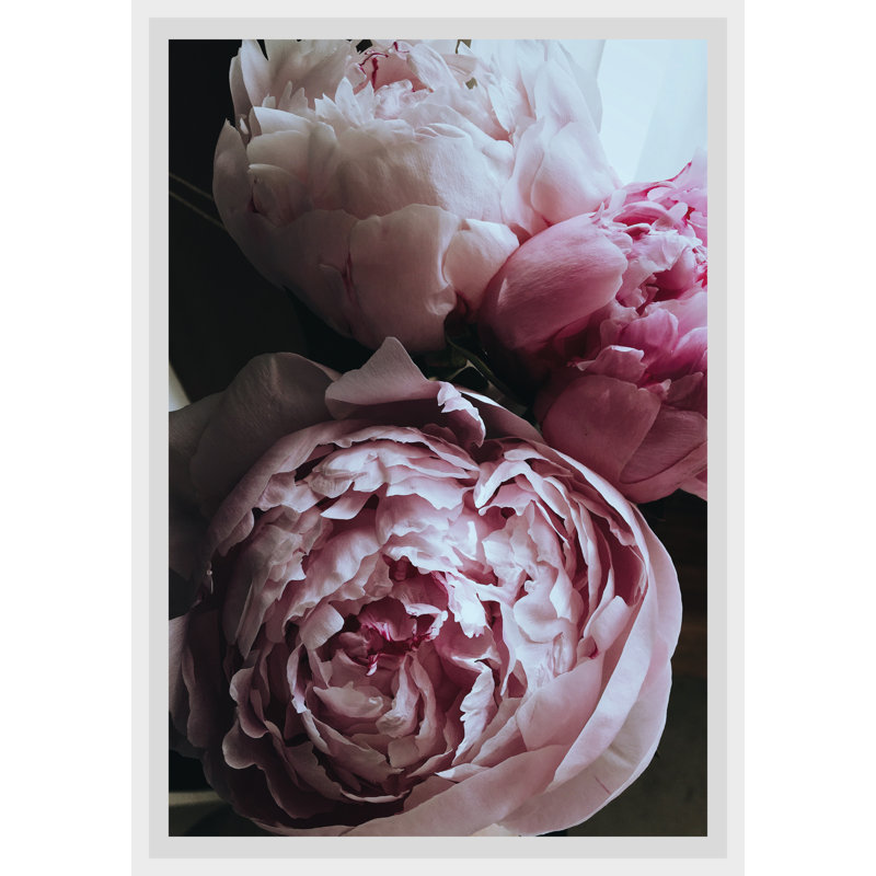 Rose - Single Picture Frame Print