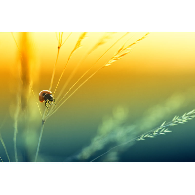 Ladybug by Pawel.Gaul - Wrapped Canvas Print, 20cm H x 30cm W
