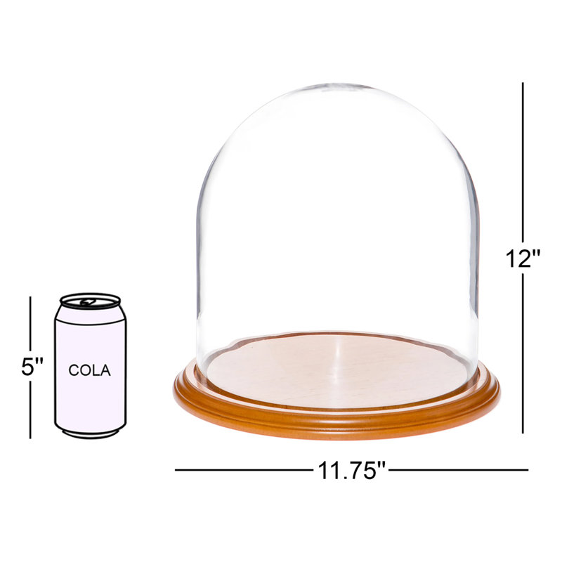 Cloche à dôme en verre 11,75 "x 12" Vucciria, Base en placage de chêne