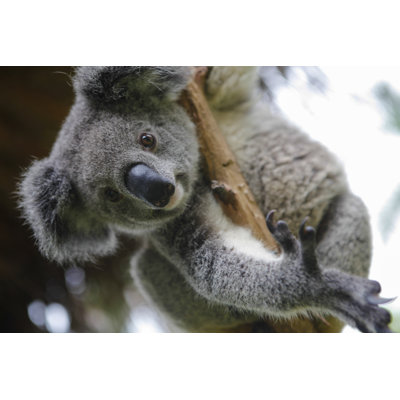 " Australian Koala " by Plavevski