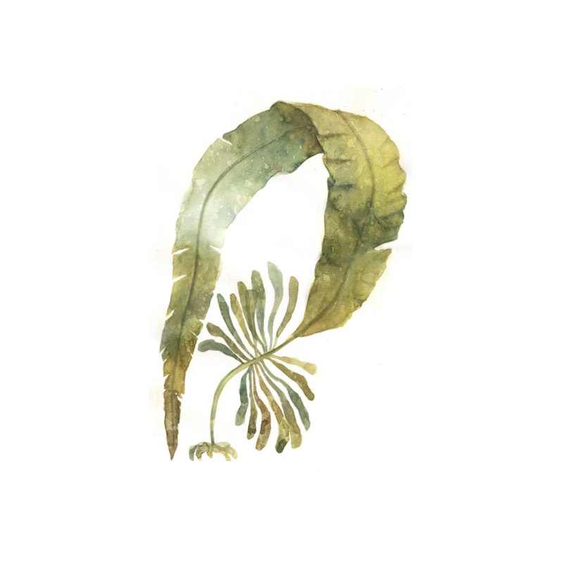 Aquarelle sur varech par Emma Brooks - Peinture, H 59 po x l 40 po x P 1,5 po, Extérieur
