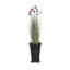 Plante 67 po