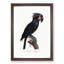 Palm Cockatoo by F. Levaillant - Picture Frame Painting Print-55578366-55578363