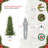 78' Pine Christmas Tree