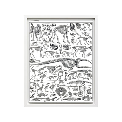Gravure de squelettes d'homme, singes, dinosaures, affiche