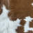 Real Brown And White Calf Skin, 35X30”