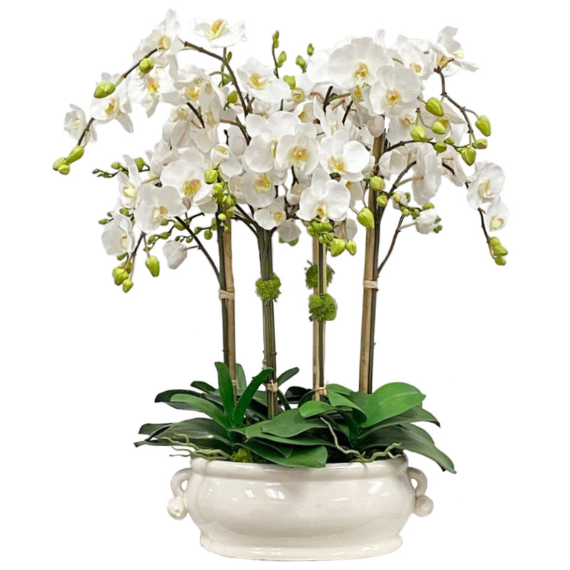 Orchidée dans un pot ovale en cachemire