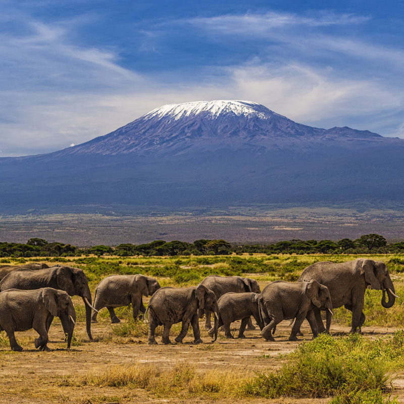 African Elephants by Hadynyah - Wrapped Canvas Print, 30cm H x 30cm W