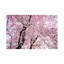 Cherry Blossom by Stefan Hefele - Wrapped Canvas Print-1303571460