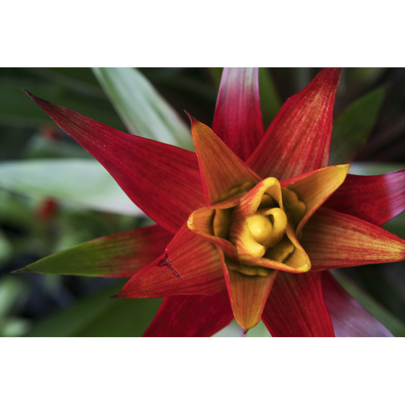 Bromeliad Burst I, H 8 po x l 12 po