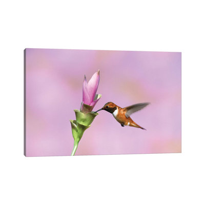 Rufous Hummingbird Male Feeding at Flower, Green Valley, Arizona 1 Piece Wrapped Canvas Wall Art