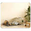 Cage pour petits animaux avec coussin imperméable amovible pour parc