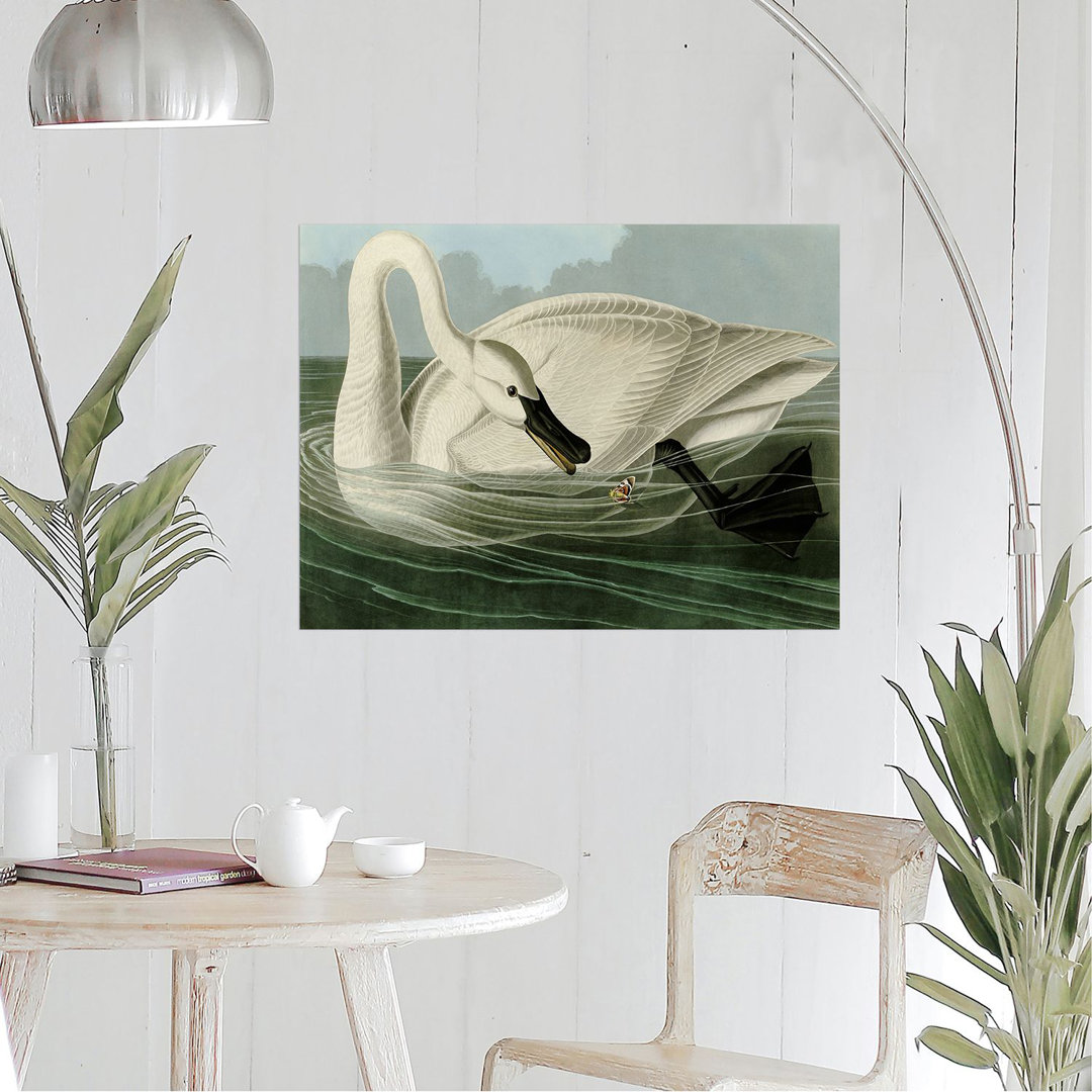 Leinwandbild Trumpeter Swan von John James Audubon