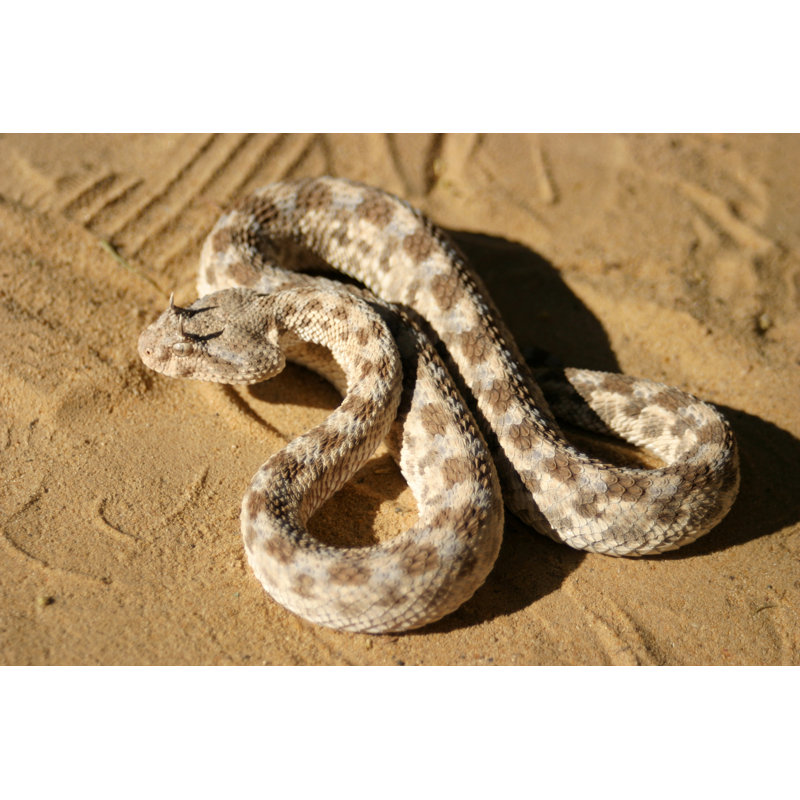 African Saharan Horned Viper In The Sand - Wrapped Canvas Print, 20cm H x 30cm W