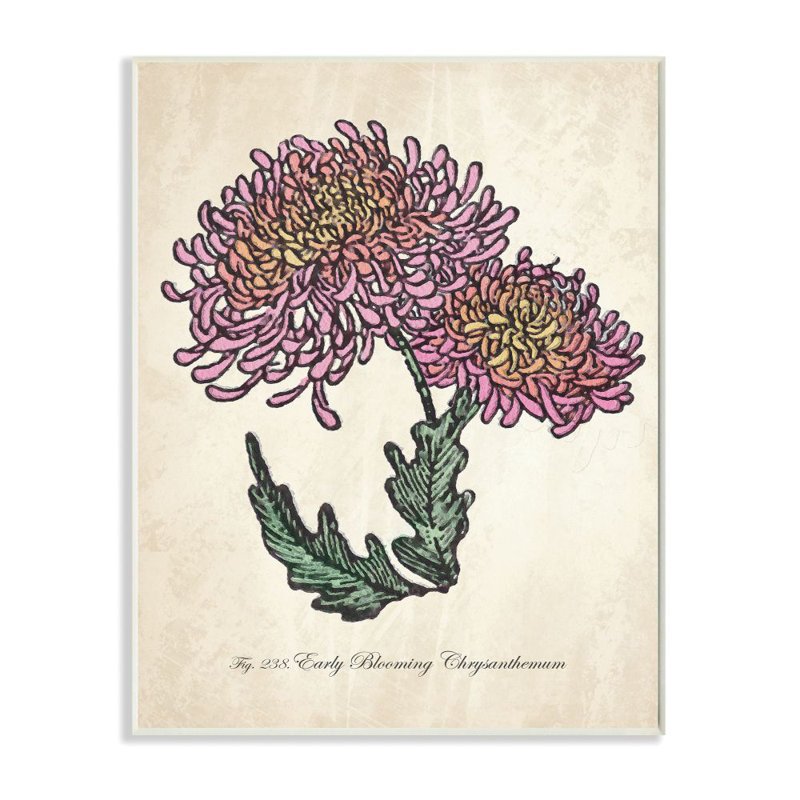«Botanical Chrysanthemum Flower Pink Yellow», impression, Plaque murale, H 10 po x l 15 po x P 0,5 po