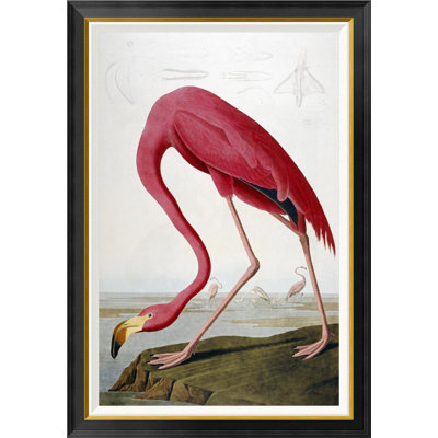 " American Flamingo " by James Audubon