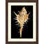 Large Shell 4 Print