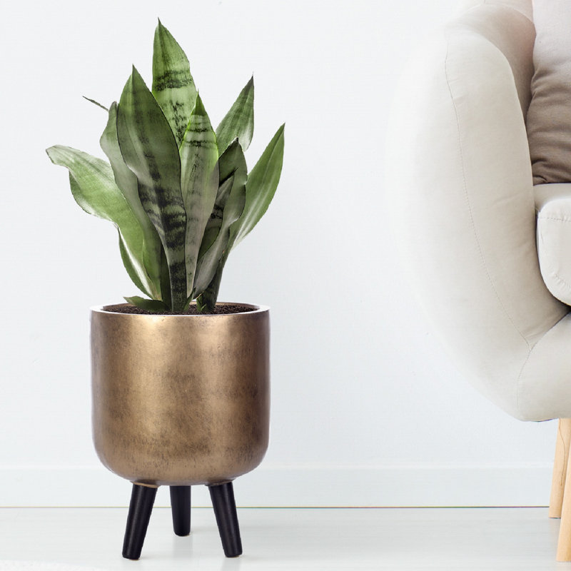 Metallic Concrete Effect Cylinder Round Planter on Hardwood Legs, Round Indoor Plant Pot Stand for Indoor Plants, Indoor Flower Pot