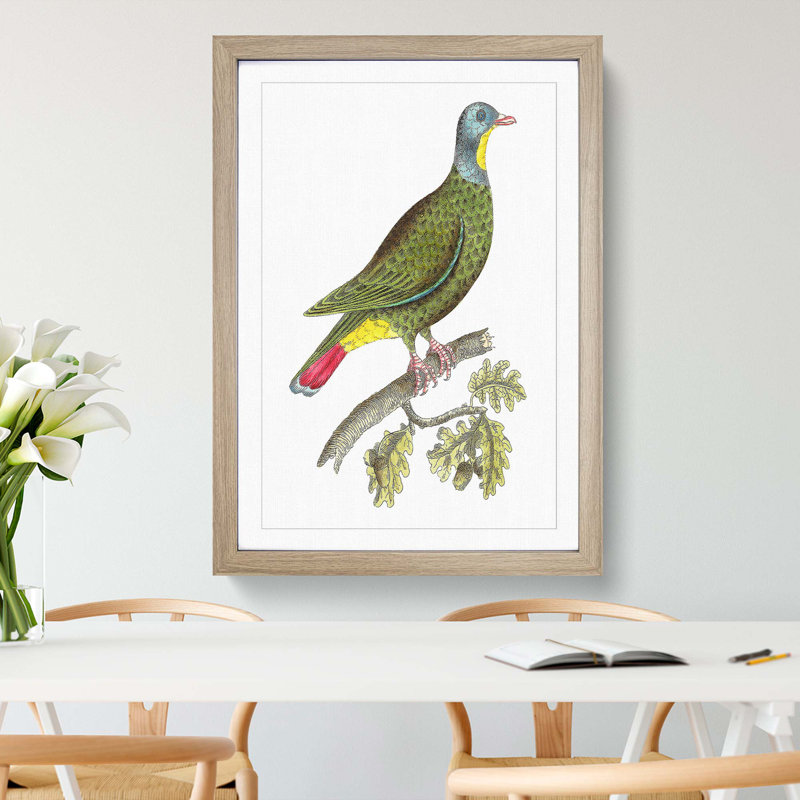 Black-Capped Pigeon by George Shaw - Framed Print, 60cm H x 40cm W x 2cm D, Oak