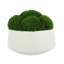 Mood Moss Arranged in Ceramic Pot