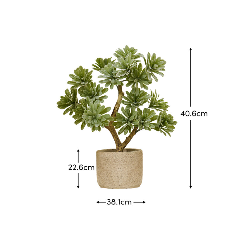 38cm Plant