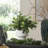 Uttermost Essence Eucalyptus Accent & Vase
