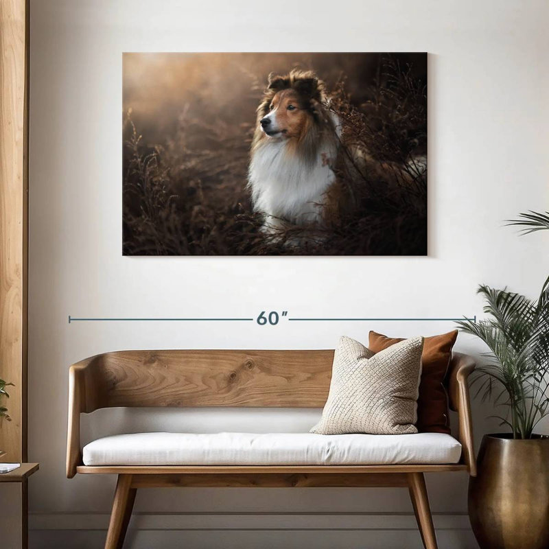 Bramelt, magnifique sheltie, H 30 po x l 45 po