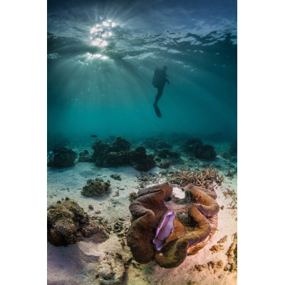 " Diver And A Giant Clam " by Paulbcowell