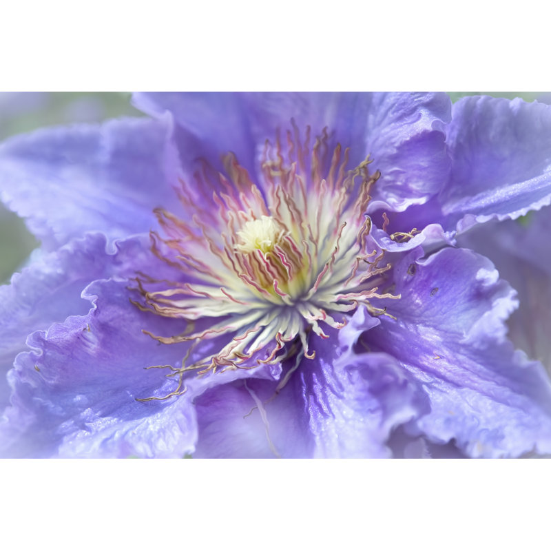 Heart Of The Camellia II by Gillian Hunt - Wrapped Canvas Print, 30cm H x 46cm W 