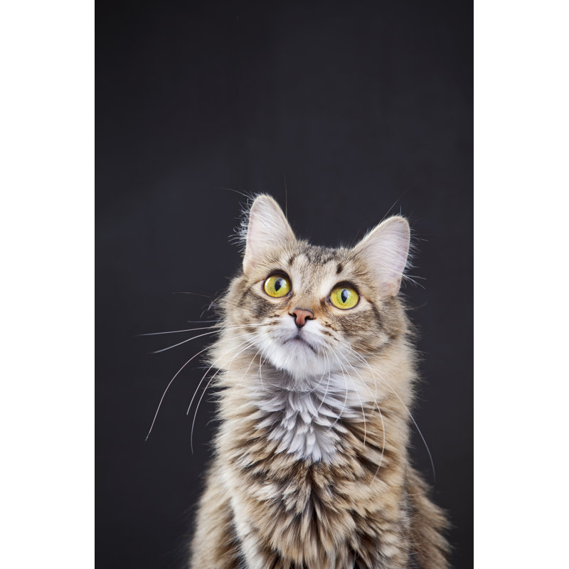Portrait Of A Cat - Wrapped Canvas Print, 91cm H x 61cm W x 3.8cm D