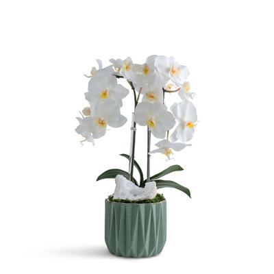 Double Orchid in Geometric Container