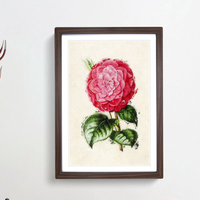 Illustration of a Pink Camellia Flower - Picture Frame Painting Print