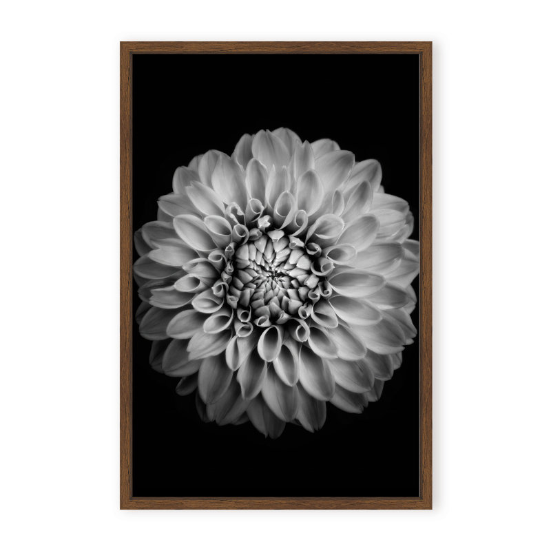 Nature Inspired Marigold by  - Picture Frame Photograph on Paper, 24" H x 16" W x 1.125" D, Black, Framed Matted Print