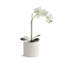 GRETA POT