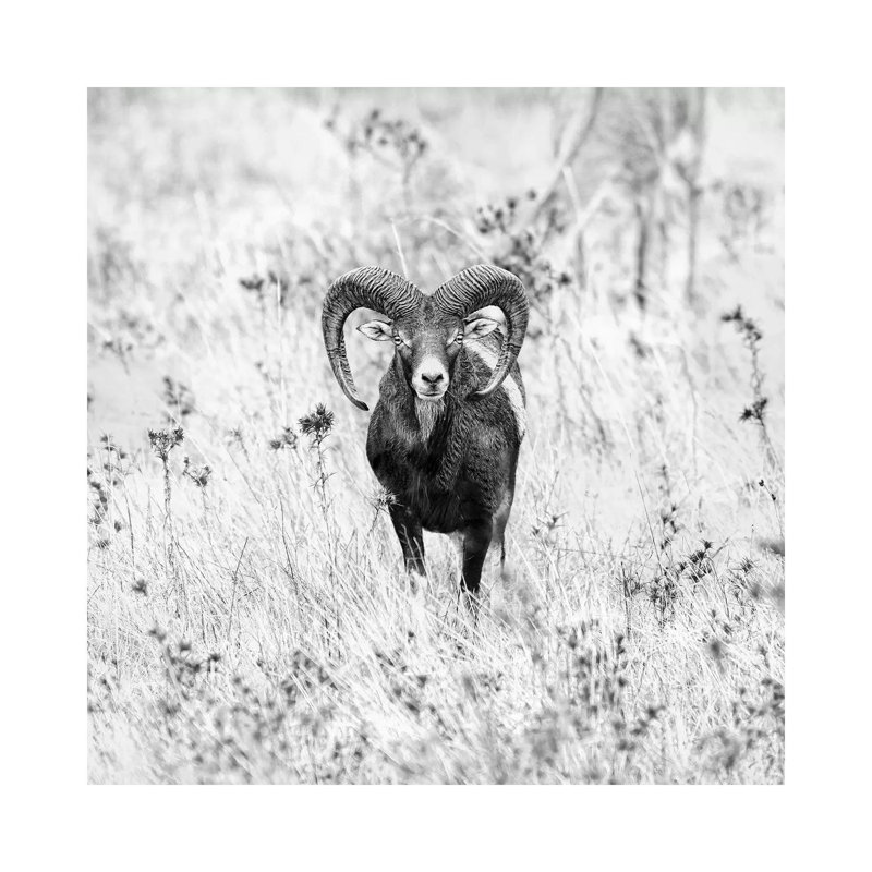 Ram in a Field 1 Piece Wall Art on Canvas, 30.48cm H x 30.48cm W x 1.91cm D, Wrapped Canvas