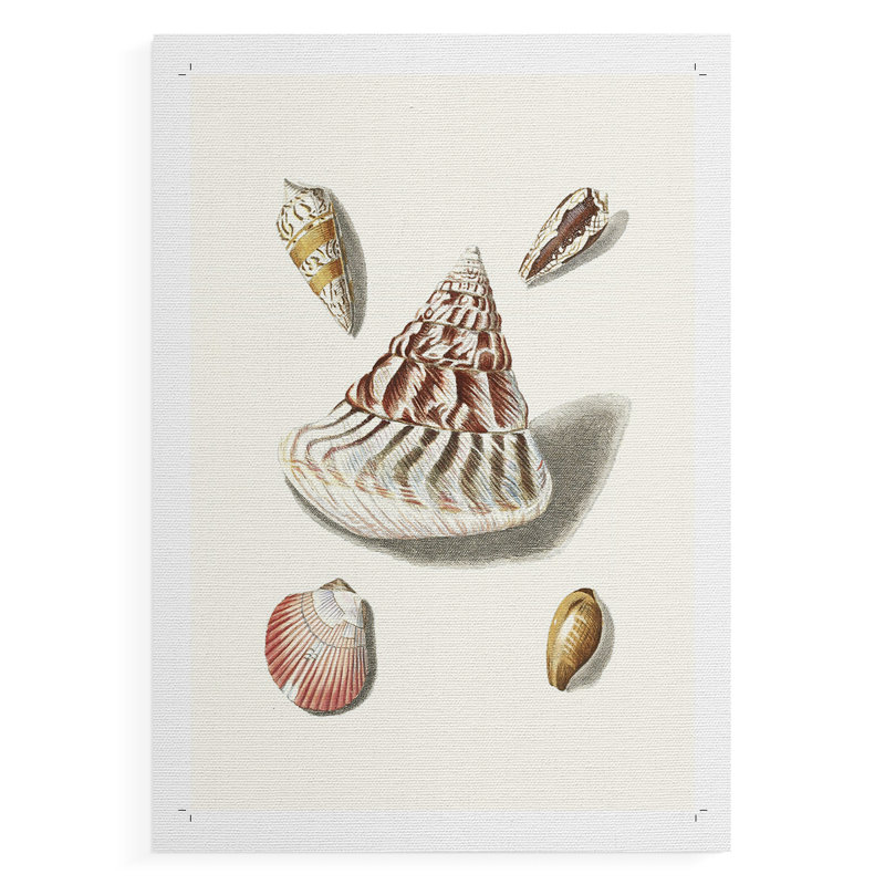 Pastel Knorr Shells VII - impression sur toile seulement - non encadrée, H 27 po x l 18 po