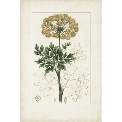 Antique Turpin Botanical VI
