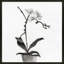 Orchid Study 1 Print by Simon Schneiderman-102004075-102004069