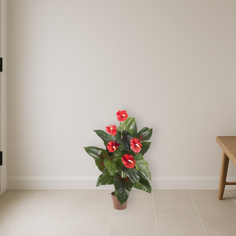Anthurium Silk Plant