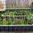 Shawntal 3-Tier Detachable Galvanized Steel Raised Garden Bed Kit, 3ft x 4.3ft x 2ft, 3 Combining Planter Boxes, Modular Assembly, Open Bottom for Backyard, Garden, Patio-350238280