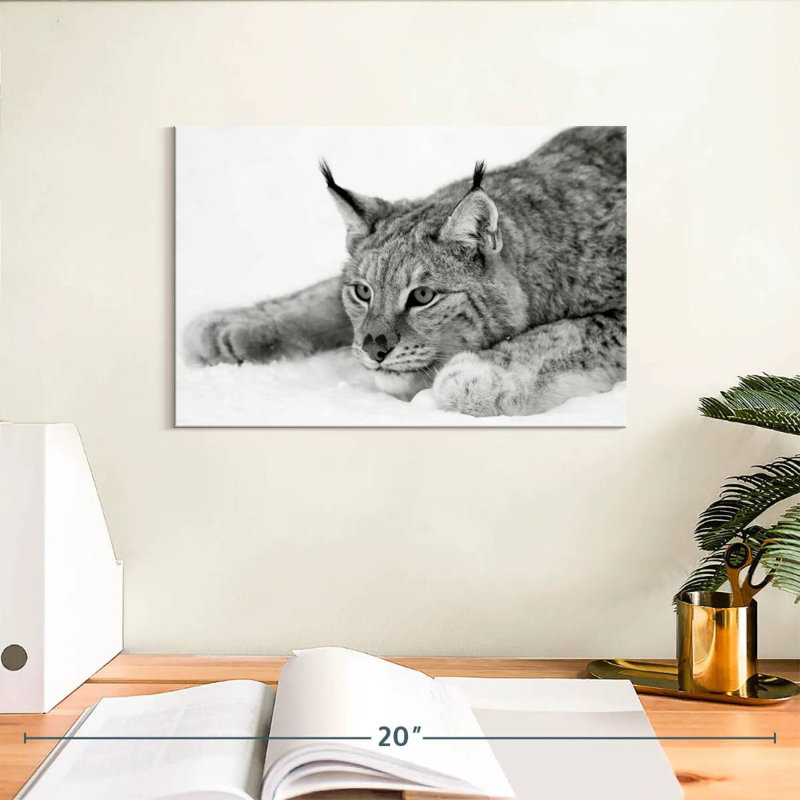 Brampt Lynx BW, 8" H x 12" W
